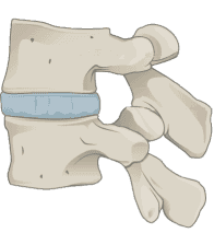 腰椎と椎間板