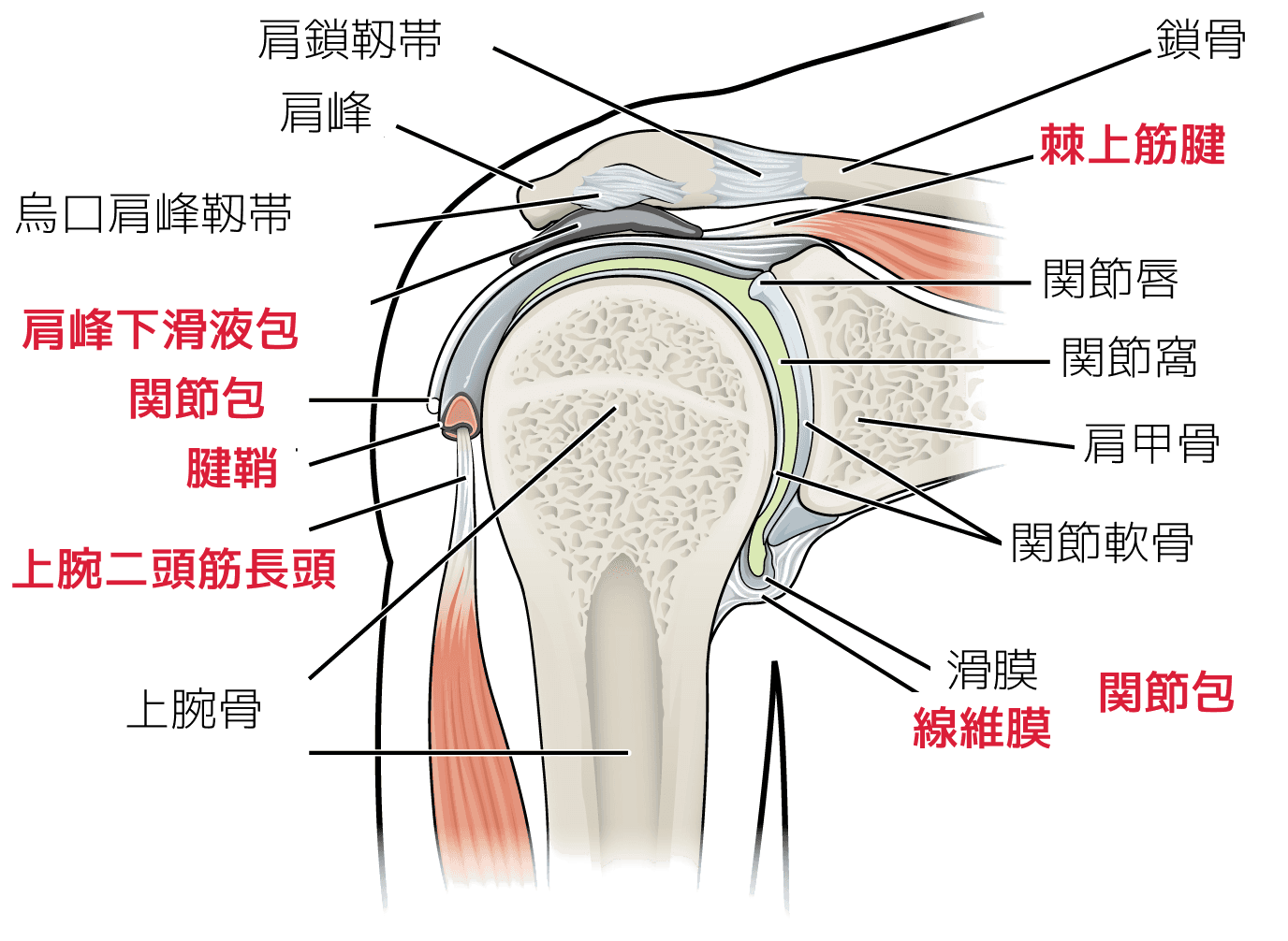 五十肩で炎症が起きやすい箇所は、棘上筋腱・肩峰下滑液包・関節包・腱鞘・上腕二頭筋長頭