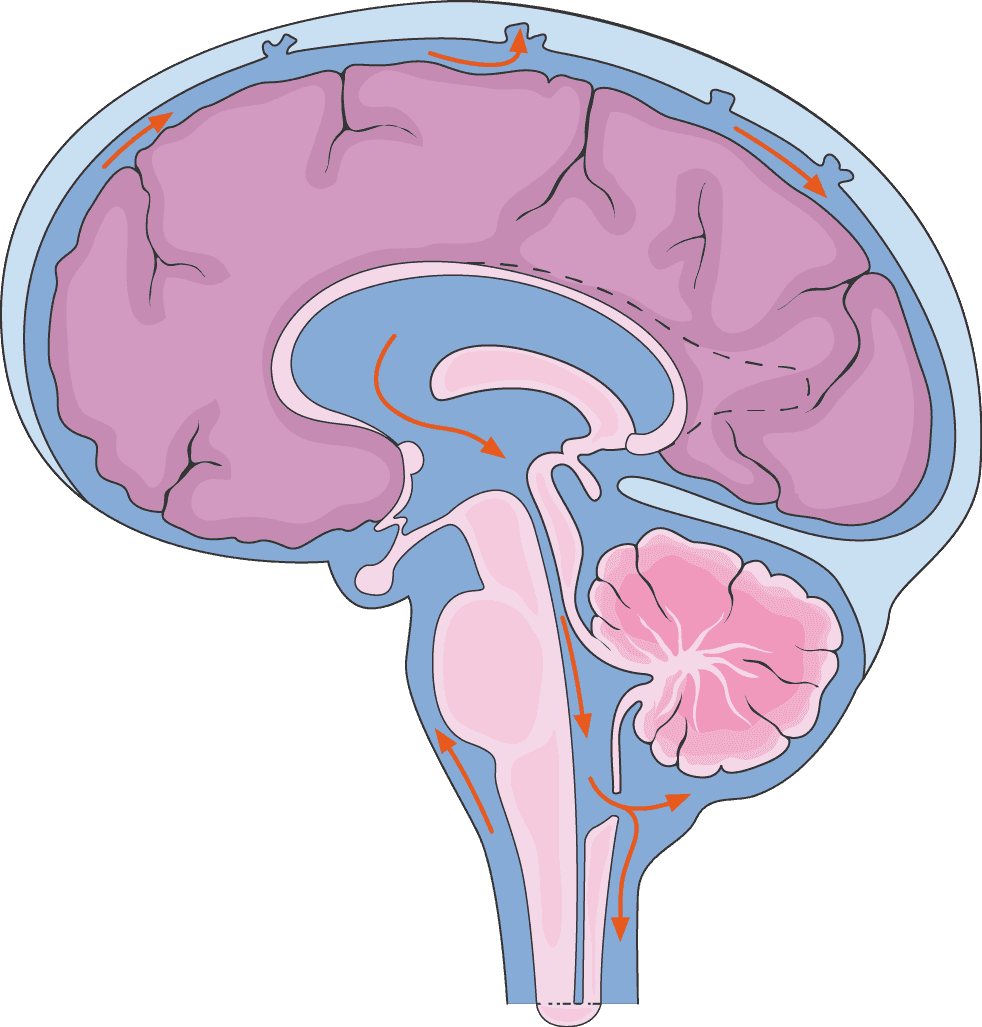 くも膜下腔を循環する脳脊髄液